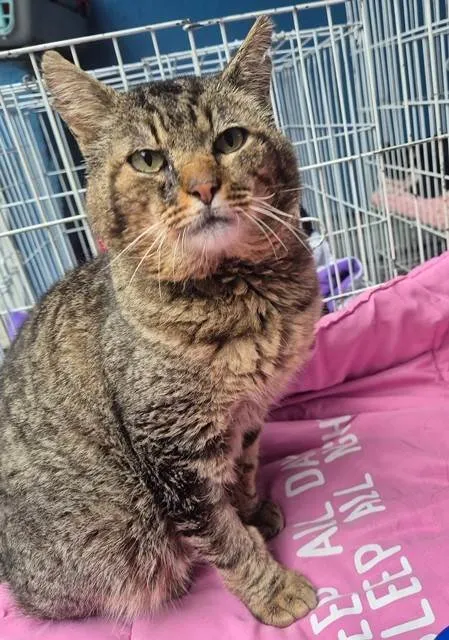 Gato ra a SRD-ViraLata idade 1 ano nome GATÃO TIGRADO