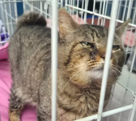 Gato ra a SRD-ViraLata idade 1 ano nome GATÃO TIGRADO