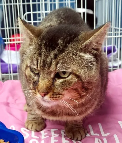 Gato ra a SRD-ViraLata idade 1 ano nome GATÃO TIGRADO