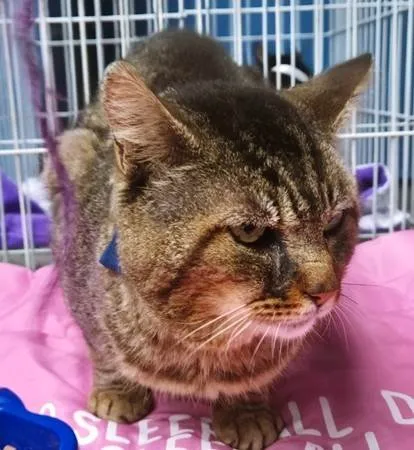 Gato ra a SRD-ViraLata idade 1 ano nome GATÃO TIGRADO