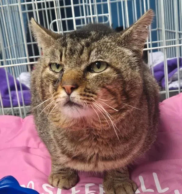 Gato ra a SRD-ViraLata idade 1 ano nome GATÃO TIGRADO