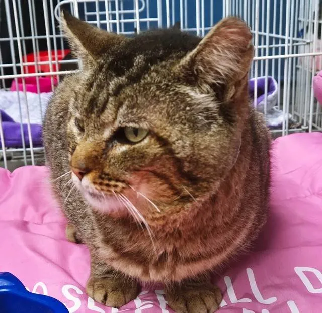 Gato ra a SRD-ViraLata idade 1 ano nome GATÃO TIGRADO