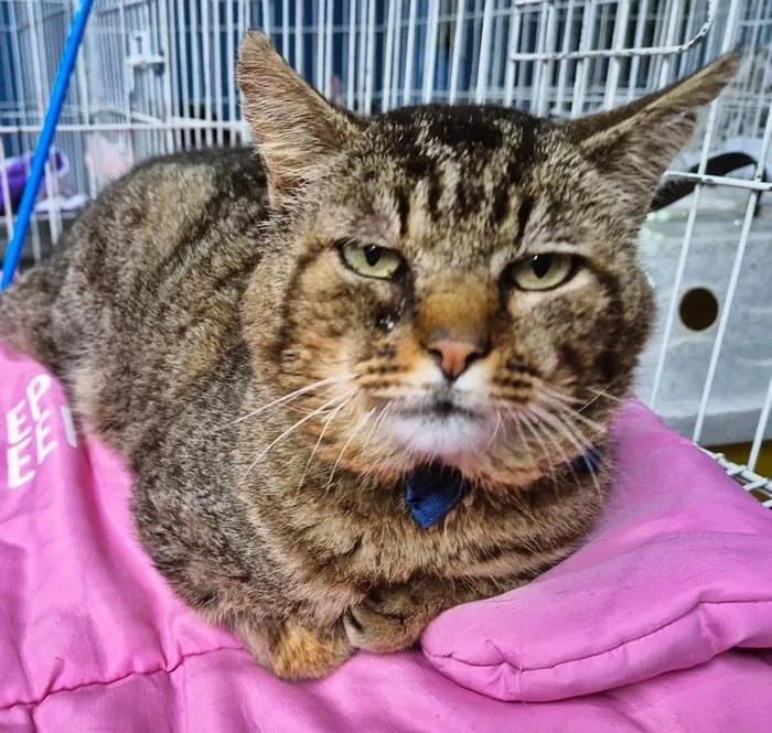 Gato ra a SRD-ViraLata idade 1 ano nome GATÃO TIGRADO