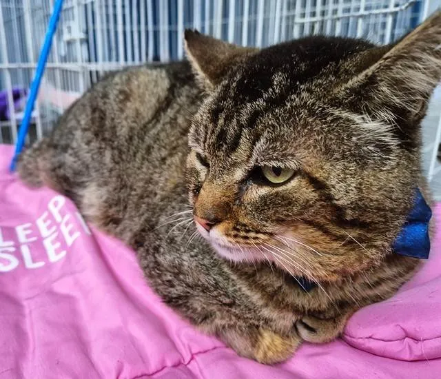 Gato ra a SRD-ViraLata idade 1 ano nome GATÃO TIGRADO