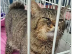 Gato raça SRD-ViraLata idade 1 ano nome GATÃO TIGRADO