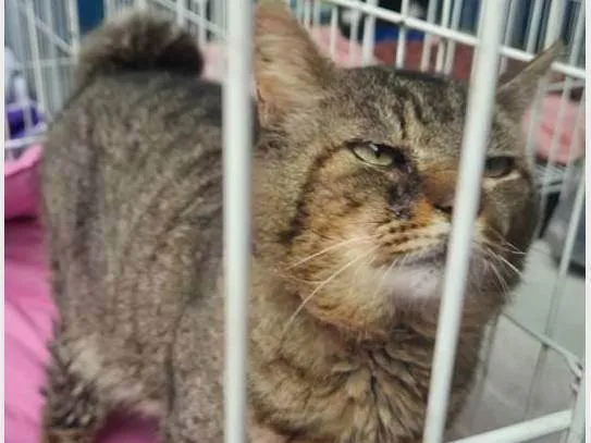 Gato ra a SRD-ViraLata idade 1 ano nome GATÃO TIGRADO