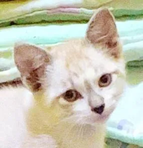 Gato raça SRD-ViraLata idade 2 a 6 meses nome CARLOTA MIX