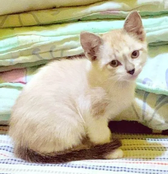 Gato ra a SRD-ViraLata idade 2 a 6 meses nome CARLOTA MIX