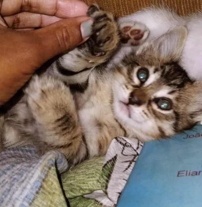 Gato ra a SRD-ViraLata idade 2 a 6 meses nome LÚCIO TIGRADO