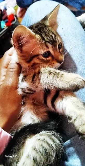 Gato ra a SRD-ViraLata idade 2 a 6 meses nome LÚCIO TIGRADO