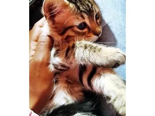 Gato ra a SRD-ViraLata idade 2 a 6 meses nome LÚCIO TIGRADO