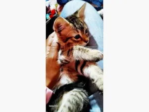 Gato raça SRD-ViraLata idade 2 a 6 meses nome LÚCIO TIGRADO