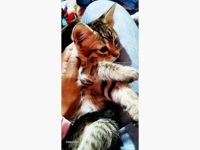 Gato ra a SRD-ViraLata idade 2 a 6 meses nome LÚCIO TIGRADO