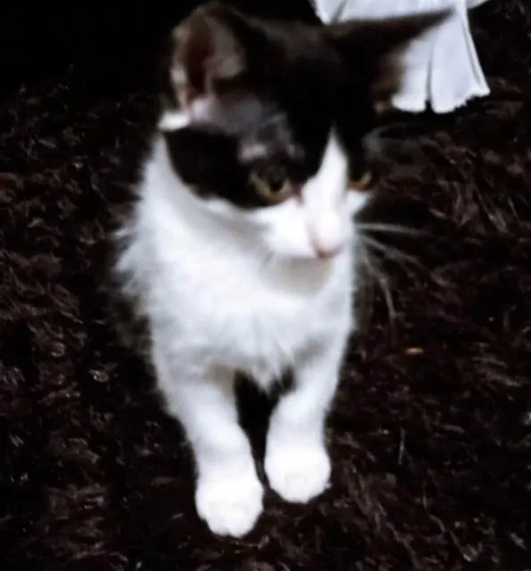 Gato ra a SRD-ViraLata idade 2 a 6 meses nome LEDA FRAJOLA
