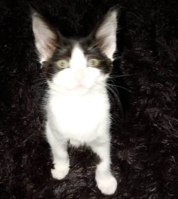 Gato ra a SRD-ViraLata idade 2 a 6 meses nome LEDA FRAJOLA