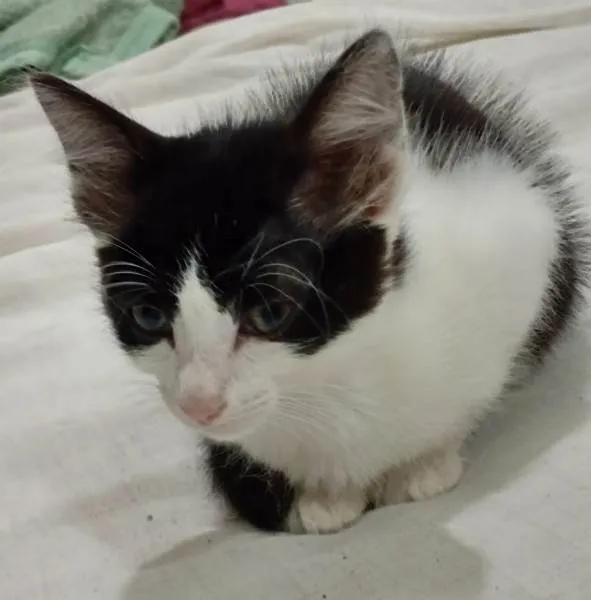 Gato ra a SRD-ViraLata idade 2 a 6 meses nome LEDA FRAJOLA