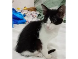 Gato raça SRD-ViraLata idade 2 a 6 meses nome LEDA FRAJOLA