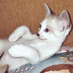 Gato raça SRD-ViraLata idade 2 a 6 meses nome FLÁVIO MIX