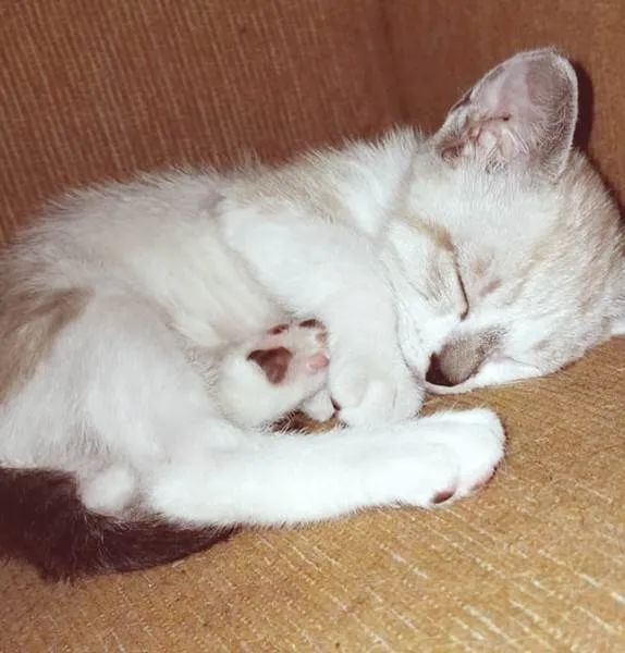 Gato ra a SRD-ViraLata idade 2 a 6 meses nome FLÁVIO MIX