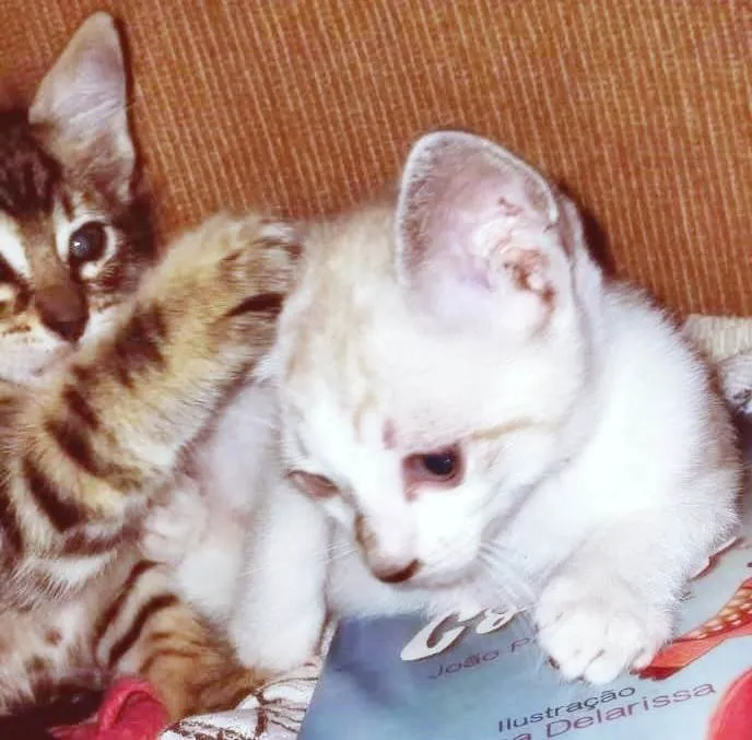 Gato ra a SRD-ViraLata idade 2 a 6 meses nome FLÁVIO MIX