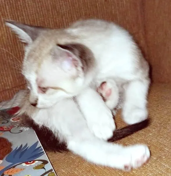 Gato ra a SRD-ViraLata idade 2 a 6 meses nome FLÁVIO MIX