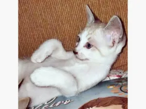 Gato raça SRD-ViraLata idade 2 a 6 meses nome FLÁVIO MIX
