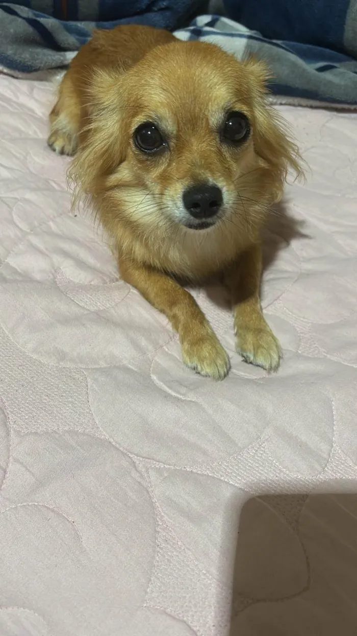 Cachorro ra a Chow Chow idade 3 anos nome Stella 