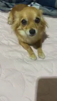 Stella