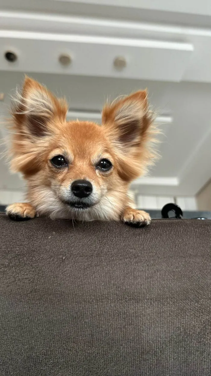 Cachorro ra a Chow Chow idade 3 anos nome Stella 