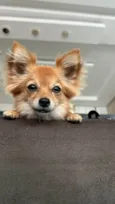 Stella