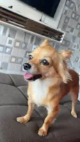 Stella 