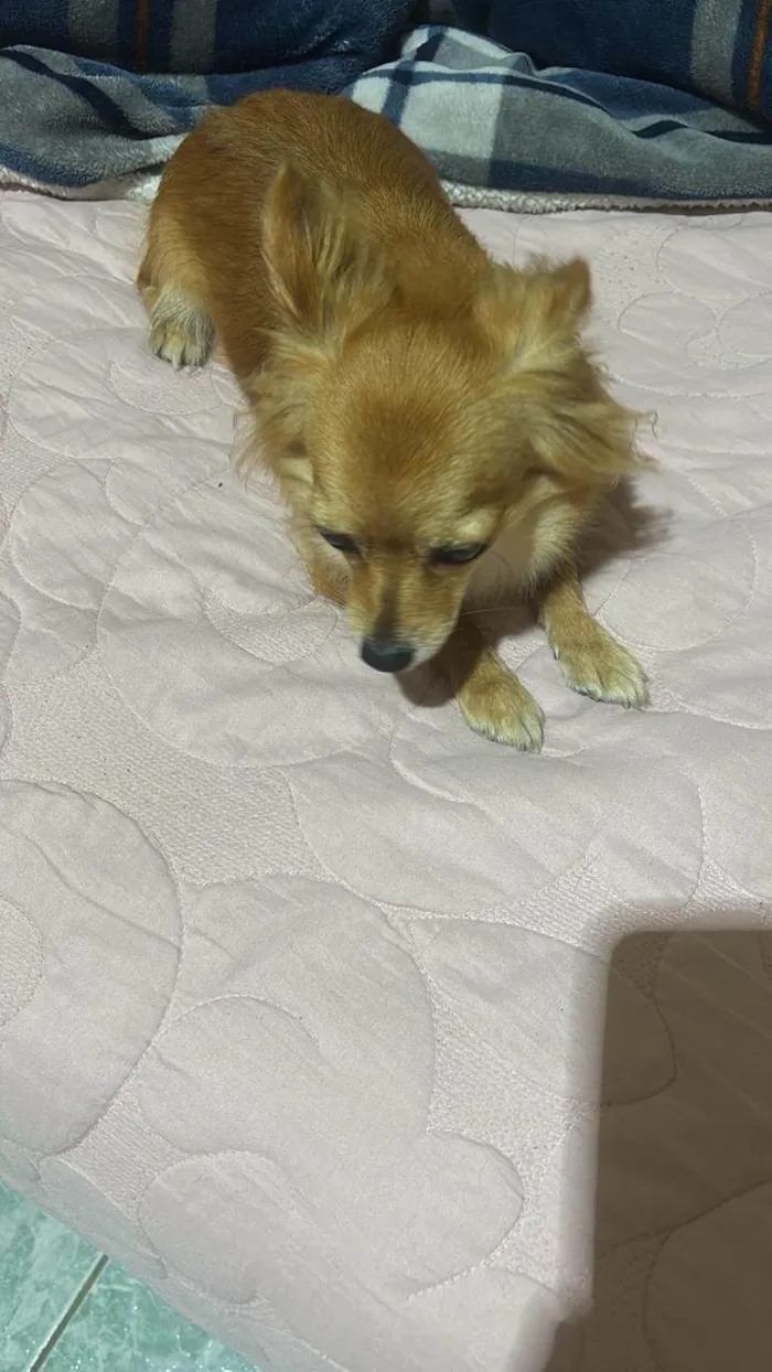 Cachorro ra a Chow Chow idade 3 anos nome Stella 