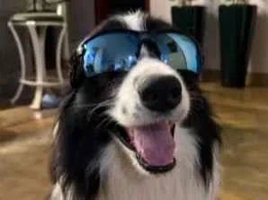 Cachorro raça Pastor Alemão idade 7 a 11 meses nome Border Collie Nina