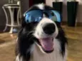 Border Collie Nina
