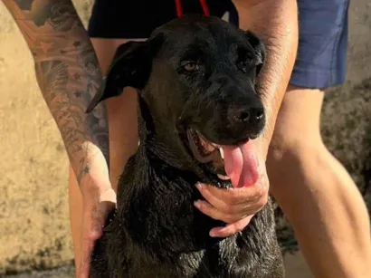 Cachorro raça SRD-ViraLata idade 5 anos nome Kirra