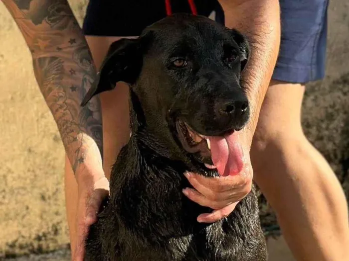 Cachorro ra a SRD-ViraLata idade 5 anos nome Kirra