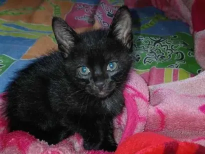 Gato raça SRD-ViraLata idade Abaixo de 2 meses nome Kiro