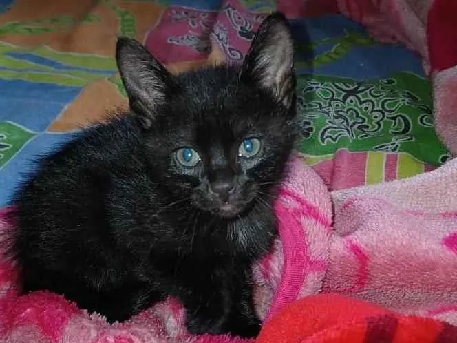 Gato ra a SRD-ViraLata idade Abaixo de 2 meses nome Kiro