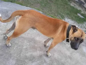 Cachorro raça Labrador idade 1 ano nome Bingo
