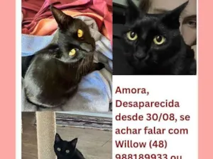 Gato raça gato preto idade 1 ano nome Amora