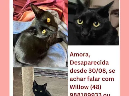 Gato raça gato preto idade 1 ano nome Amora