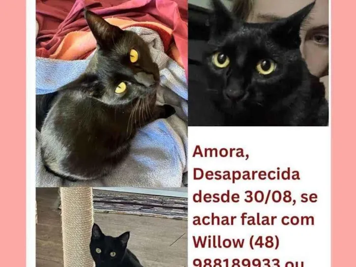 Gato ra a gato preto idade 1 ano nome Amora