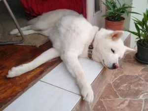 Cachorro raça Husky Siberiano idade 6 ou mais anos nome Raika