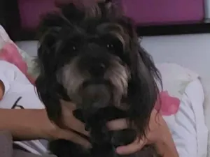 Cachorro raça Poodle idade 3 anos nome Lara