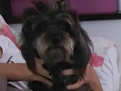 Cachorro raça Poodle idade 3 anos nome Lara
