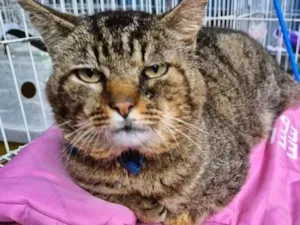Gato raça SRD-ViraLata idade 1 ano nome GATÃO TIGRADO
