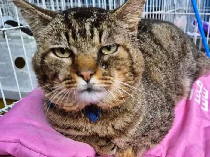 Gato ra a SRD-ViraLata idade 1 ano nome GATÃO TIGRADO