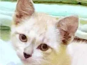 Gato raça SRD-ViraLata idade 2 a 6 meses nome CARLOTA MIX