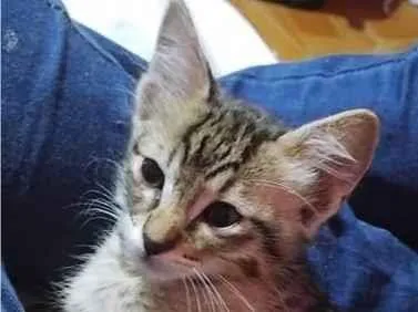 Gato ra a SRD-ViraLata idade 2 a 6 meses nome LÚCIO TIGRADO