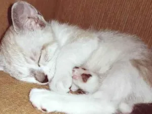Gato raça SRD-ViraLata idade 2 a 6 meses nome FLÁVIO MIX